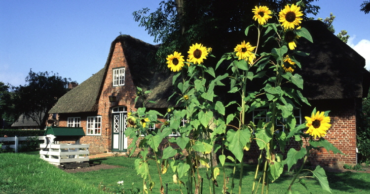 Sonnenblumenhaus