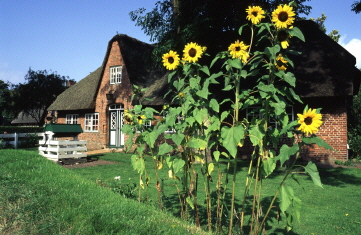 Haus mit Sonnenblumen web